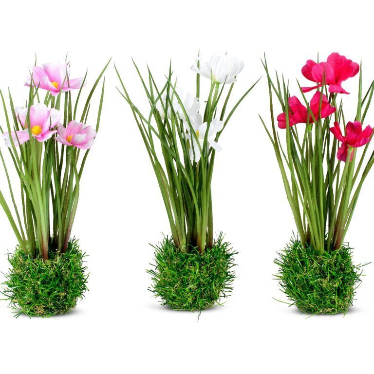 Cosmea auf Moossockel in 3 Farben