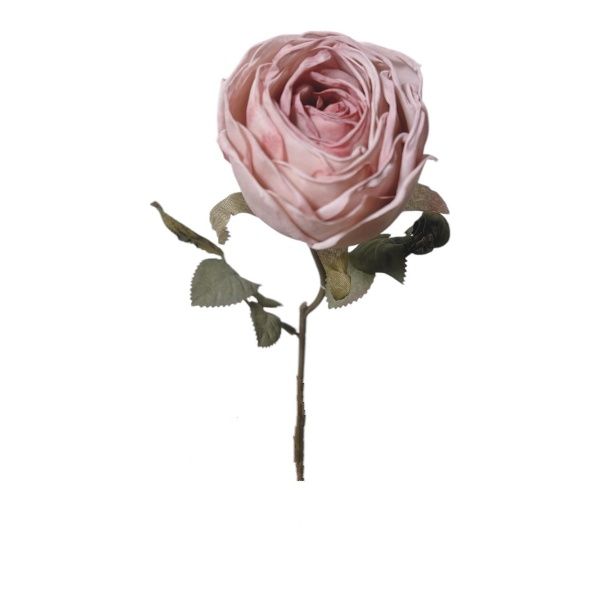 Englische Rose Elizabeth in Natur Englische Rose Elizabeth in Natur