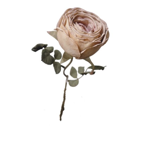 Englische Rose Elizabeth in Natur