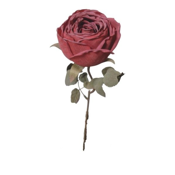 Englische Rose Elizabeth in Natur