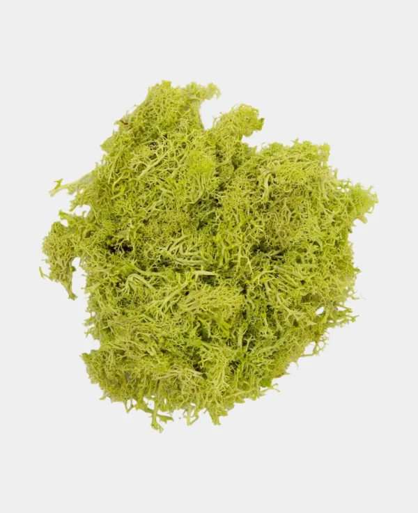 Finnland Moos 50 g Farbe hellgrün