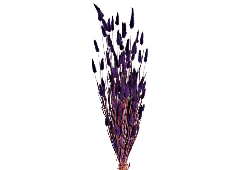 Lagurus Trockenblume Violett