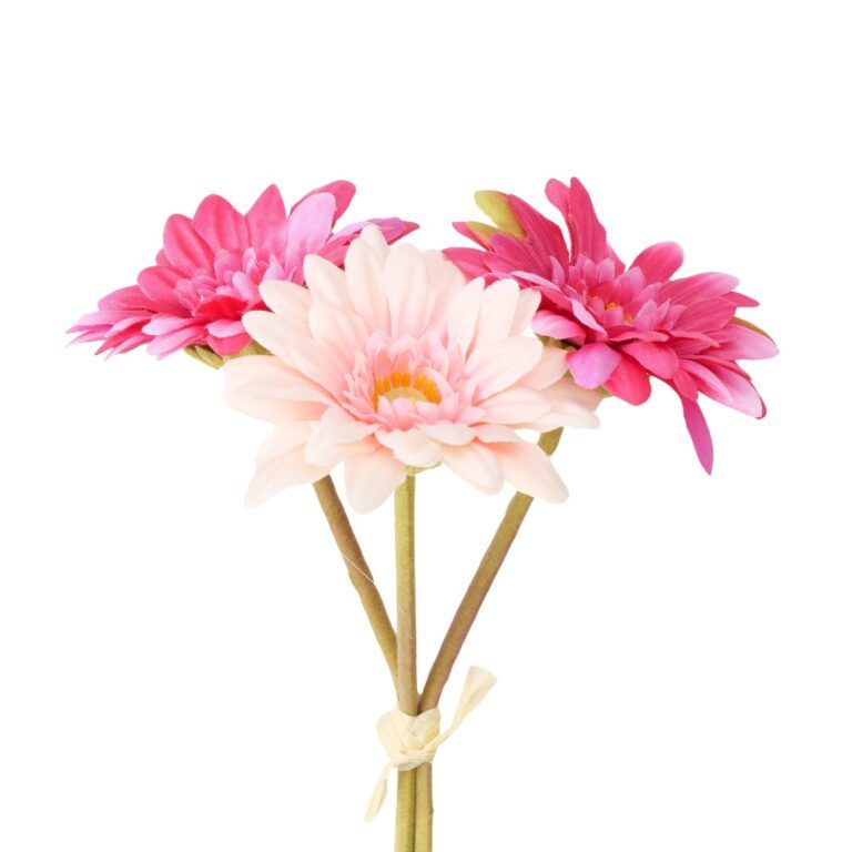 Gerbera Strauss in Pink