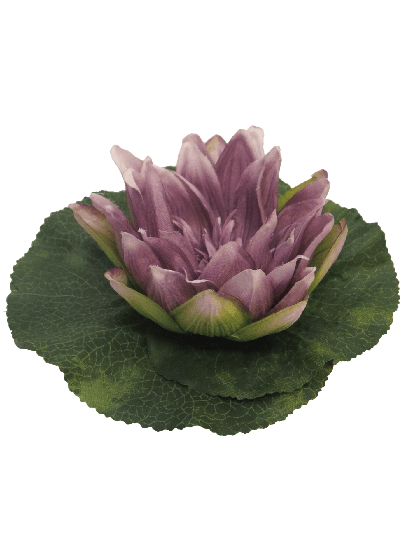 Seerose schwimmend in Lila Seerose schwimmend in Lila