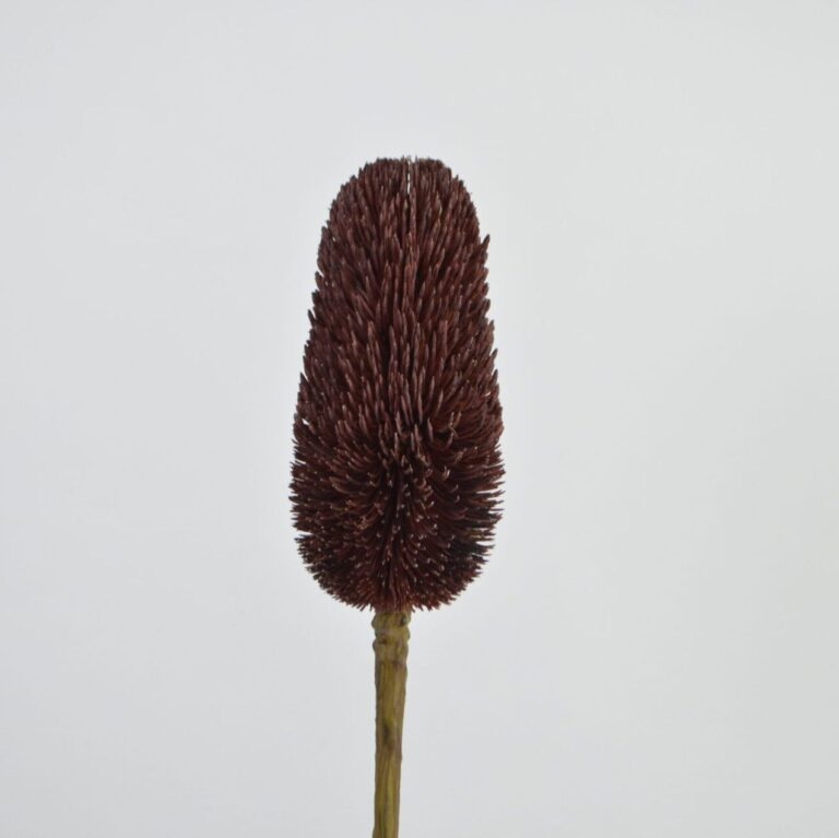 Zapfen Banksia-Zweig 69cm in braun