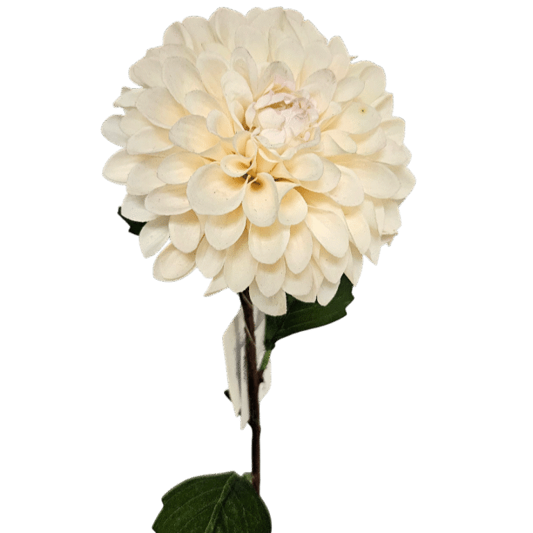 Dahlie Kunstblume Creme-Weiss 57 cm