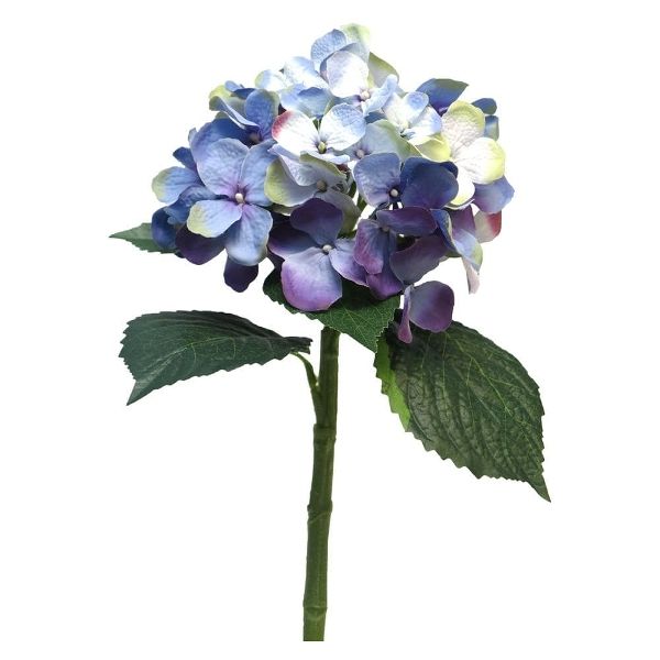 Hortensie in blau