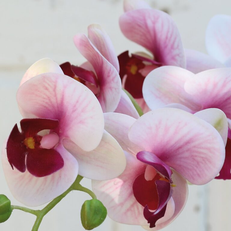 Orchidee Phalaenopsis gross Kunstblume