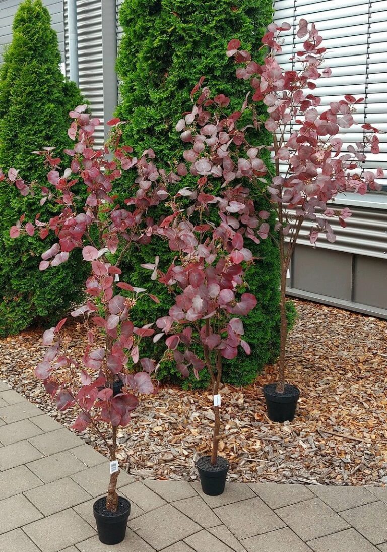 Eukalyptus Baum künstlich getopft in 3 Grössen