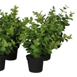 Eukalyptus hellgrün klein im Topf 15 cm