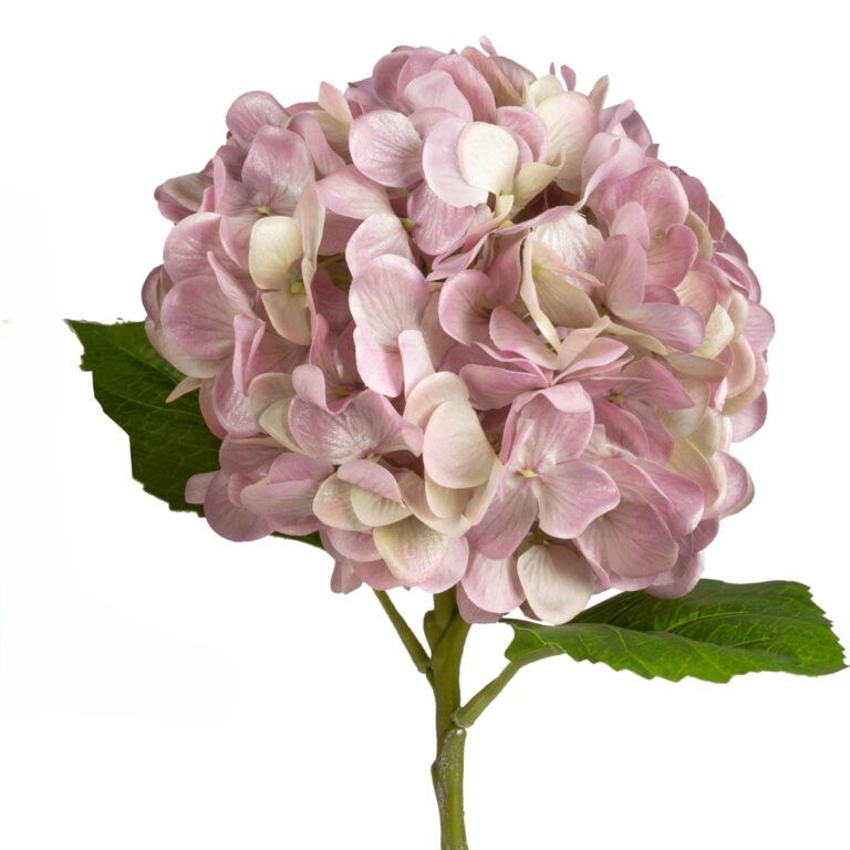 Hortensie Blume rosa mit Farbverlauf 50 cm
