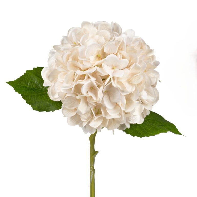 Hortensie Blume rosa mit Farbverlauf 50 cm