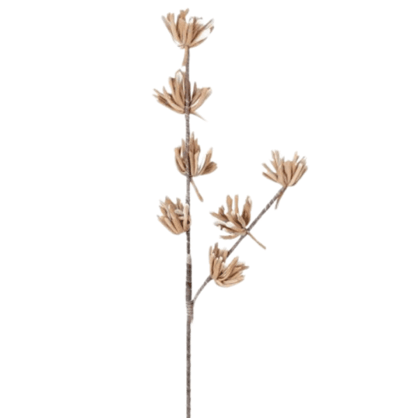 Hakea Cinerea Sternfrucht Blume in Braun 100 cm