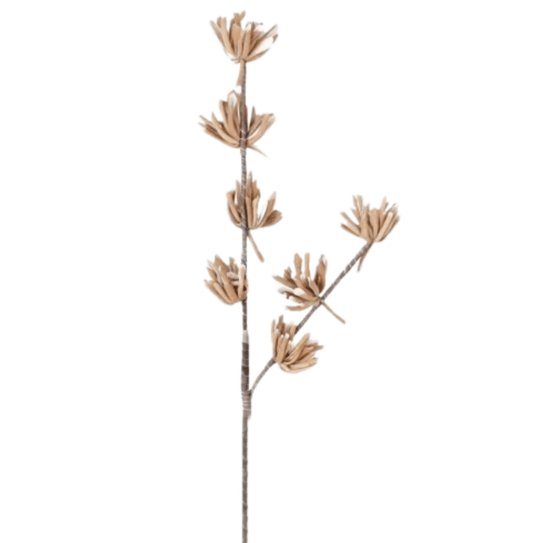 Hakea Cinerea Sternfrucht Blume in Braun 100 cm