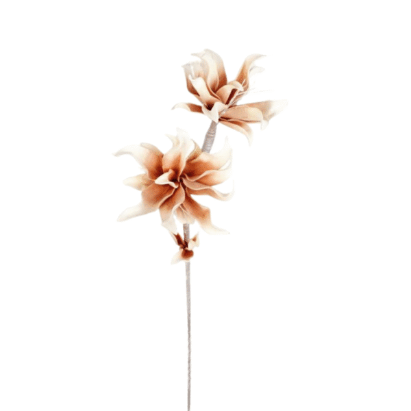 Blume Luzula nivea 77 cm