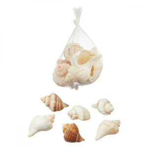 Muscheln in diversen Grössen und Formen im Netz