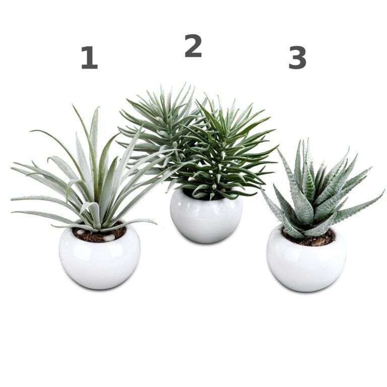 Kakteen im Kugeltopf in 3 Sorten 12 cm