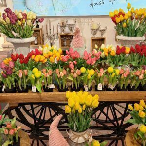 tulpe