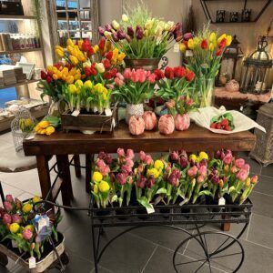 tulpe neu